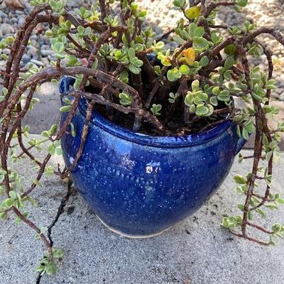ELEPHANT BUSH IN COBALT BLUE POT