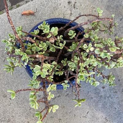ELEPHANT BUSH IN COBALT BLUE POT