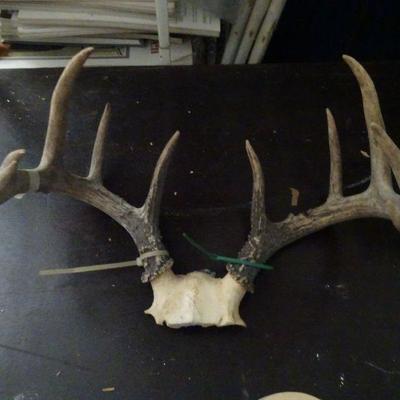 Rack of Antlers 10 Point 