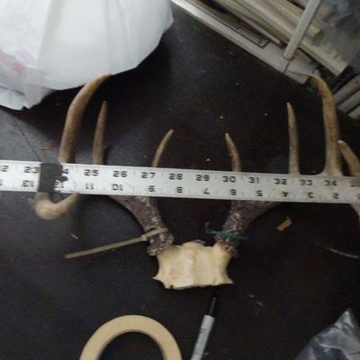 Rack of Antlers 10 Point 