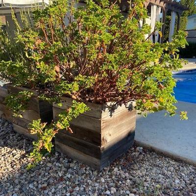 LEMON SCENTED GERANIUM (EDIBLE) IN RUSTIC RECLAIMED WOOD BOX POT
