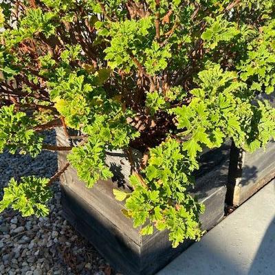 LEMON SCENTED GERANIUM (EDIBLE) IN RUSTIC RECLAIMED WOOD BOX POT
