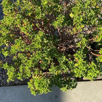 LEMON SCENTED GERANIUM (EDIBLE) IN RUSTIC RECLAIMED WOOD BOX POT