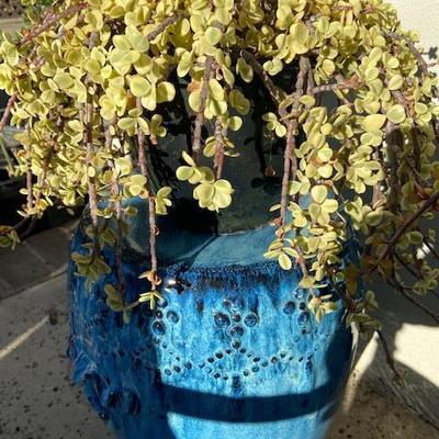 ELEPHANT BUSH ESTABLISHED IN BLACK CERAMIC POT