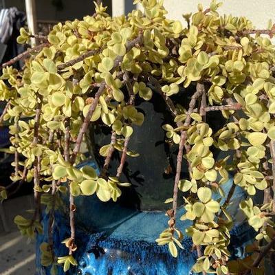 ELEPHANT BUSH ESTABLISHED IN BLACK CERAMIC POT