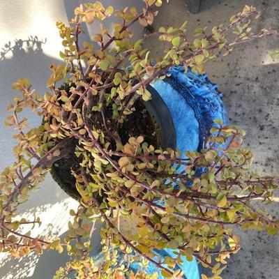 ELEPHANT BUSH IN BLACK CERAMIC POT