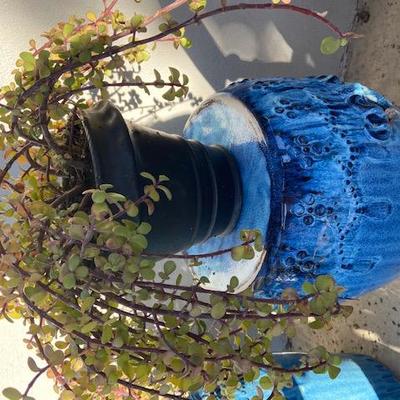 ELEPHANT BUSH IN BLACK CERAMIC POT