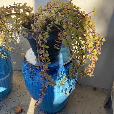 ELEPHANT BUSH IN BLACK CERAMIC POT