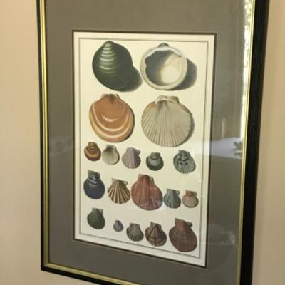 Lot #117 Pair of Framed Seashell Prints