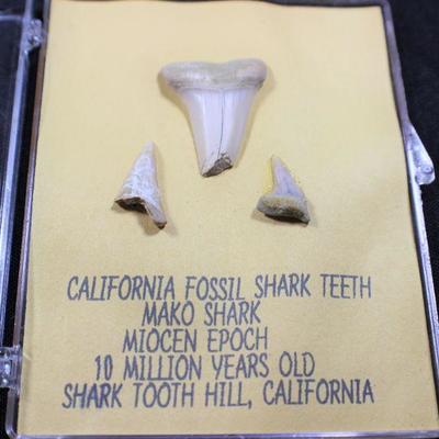 LOT#9: Shark Tooth Lot