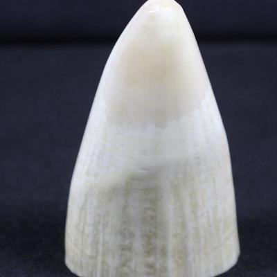 LOT#10: Carved Tooth