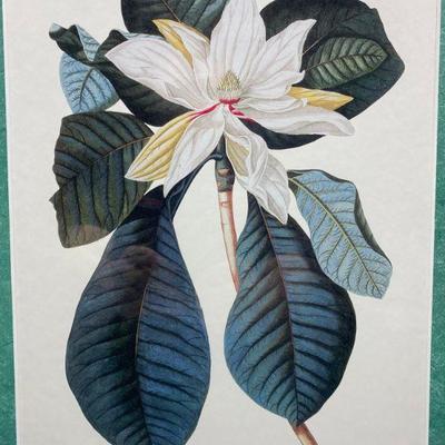 Framed Magnolia Print