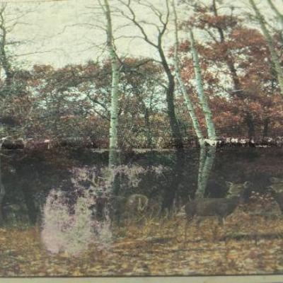 WALLMURAL C396 DEER.  8 EASY TO HANDLE PANELS