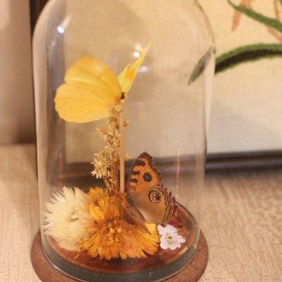 Lot 172 Butterfly Lot