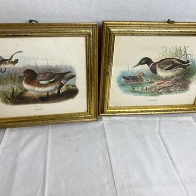 LOT # 588 2 Vintage Waterfowl Prints