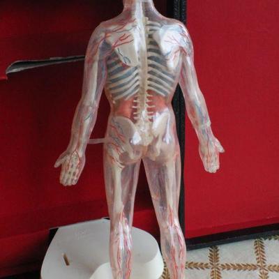 Lot #181: Vintage Human Anatomy Educational Figure w/ Original Travel Case (shows some wear/damage)