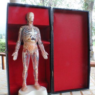 Lot #181: Vintage Human Anatomy Educational Figure w/ Original Travel Case (shows some wear/damage)