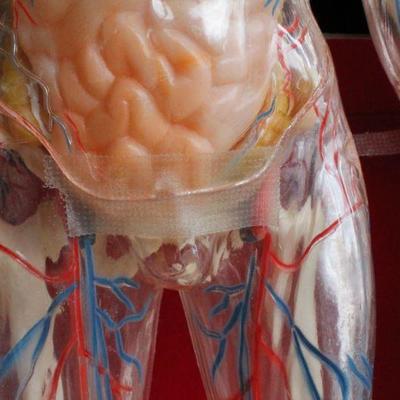 Lot #181: Vintage Human Anatomy Educational Figure w/ Original Travel Case (shows some wear/damage)