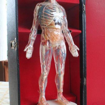 Lot #181: Vintage Human Anatomy Educational Figure w/ Original Travel Case (shows some wear/damage)
