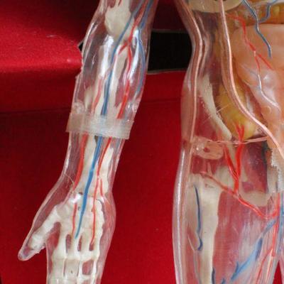 Lot #181: Vintage Human Anatomy Educational Figure w/ Original Travel Case (shows some wear/damage)
