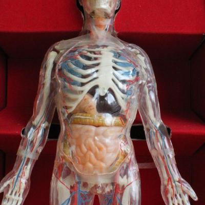 Lot #181: Vintage Human Anatomy Educational Figure w/ Original Travel Case (shows some wear/damage)
