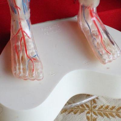 Lot #181: Vintage Human Anatomy Educational Figure w/ Original Travel Case (shows some wear/damage)