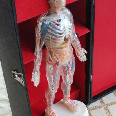 Lot #181: Vintage Human Anatomy Educational Figure w/ Original Travel Case (shows some wear/damage)