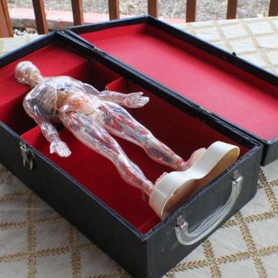 Lot #181: Vintage Human Anatomy Educational Figure w/ Original Travel Case (shows some wear/damage)