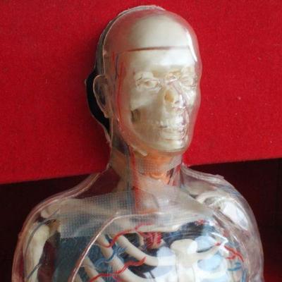 Lot #181: Vintage Human Anatomy Educational Figure w/ Original Travel Case (shows some wear/damage)