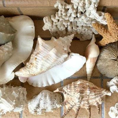 Lot Of Sea Shells And Coral