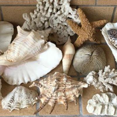 Lot Of Sea Shells And Coral