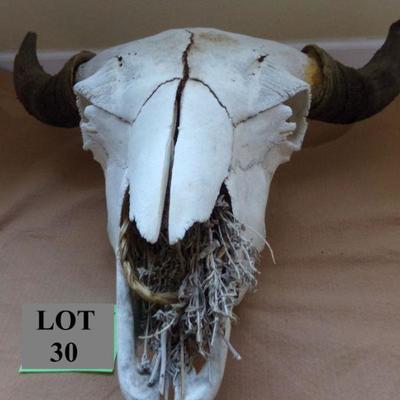 LOT 30  AUTHENTIC COW SKULL WITH HORNS