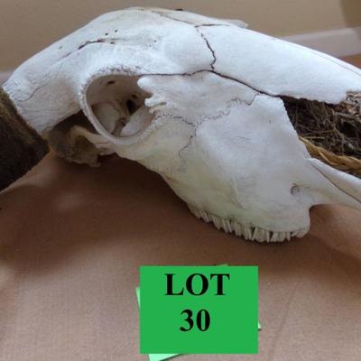 LOT 30  AUTHENTIC COW SKULL WITH HORNS