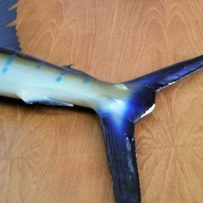 Lot #120  LARGE Taxidermied Sailfish - caught in Acupulco in 1969