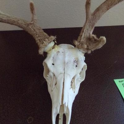 LOT 76  WHITE TAIL DEER SKULL AND RACK OF ANTLERS