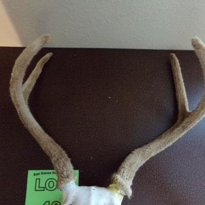 LOT 76  WHITE TAIL DEER SKULL AND RACK OF ANTLERS