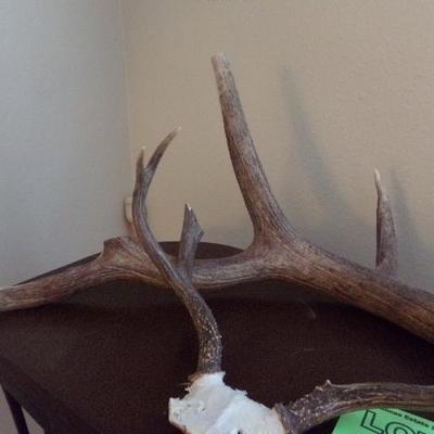 LOT 83  ANTLERS
