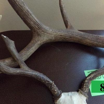 LOT 83  ANTLERS