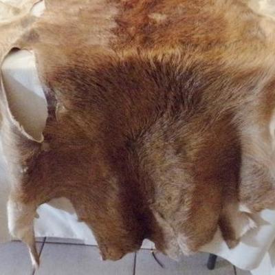 LOT 91  PELTS/HIDES OF RED & WHITE TAIL DEERS