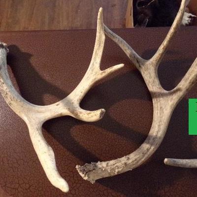 LOT 92  ANTLERS