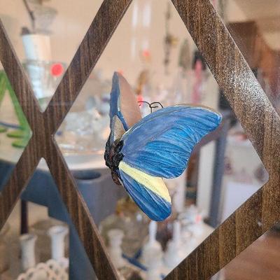 K25: Unique Split-Butterfly Magnets!