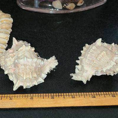 K36: Shell Inspired Decor, Shell Cross, Shell candle Holder and More