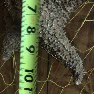 F8: Nautical Net Decor and Coral leafs