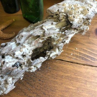 F54: Shell Pillows, Shell lamp, and More