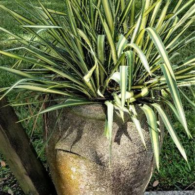 Lot #171  Large Concrete Urn/Planter with Handles
