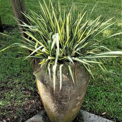 Lot #171  Large Concrete Urn/Planter with Handles