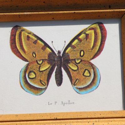 Lot 2-100: Pair of Vintage Butterfly Study Framed Art Prints {7.5