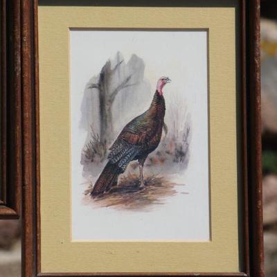 Lot 2-102: Vintage Series of (4) Small Framed Bird Study Prints {Each is 8.5