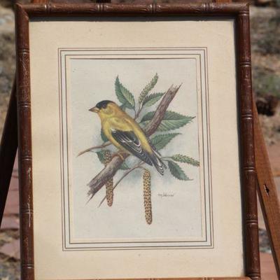 Lot 2-103: Vintage American Goldfinch Bird Study Lithograph by PH. Gonner {8.5