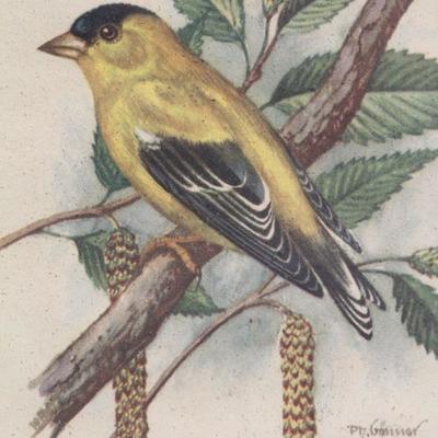 Lot 2-103: Vintage American Goldfinch Bird Study Lithograph by PH. Gonner {8.5